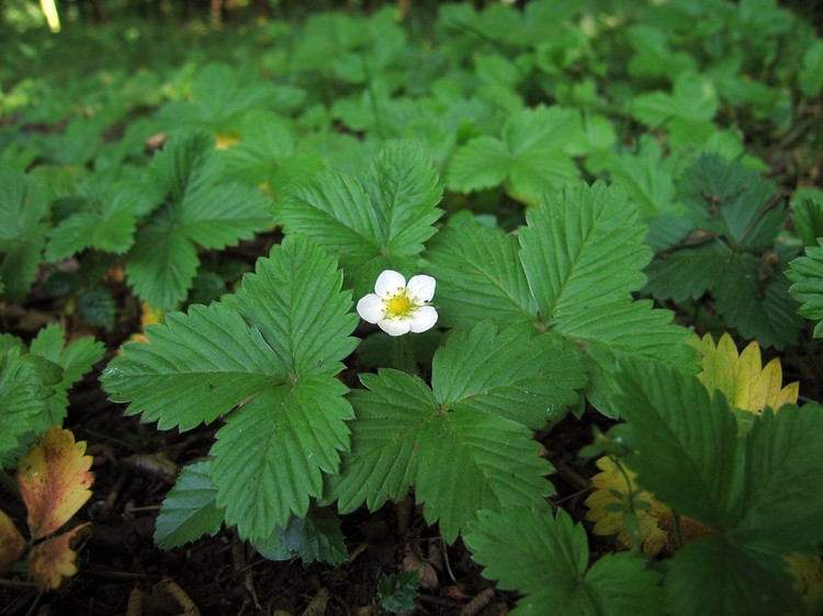 Fragaria vesca